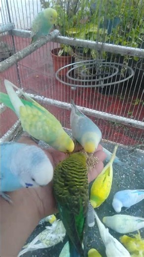 Budgie Serenity You Can Feel Instantly 🌿🐦