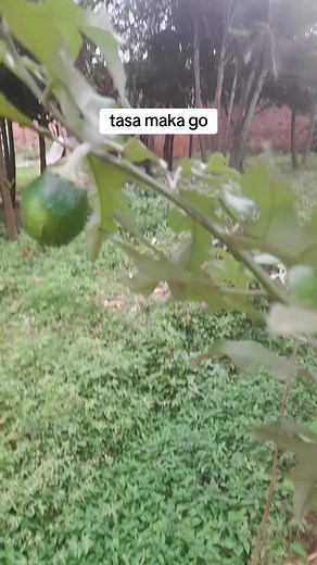 senga (@senganabukeera)’s videos with original sound - senga