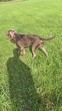 Fetched out Buddy #chocolatelab