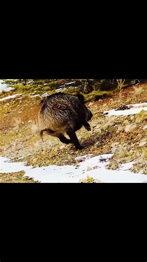 Legendary Wild Boar Hunt | Adventure Beyond the Trail