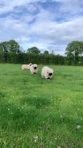 648K views · 4.4K reactions | The world’s cutest sheep  #WeeklyFluff | Instagram | Facebook