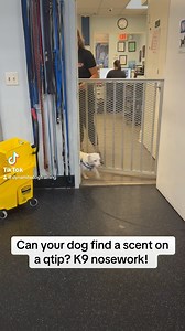 6.2K views | #K9 nosework #doggo #fyp #dogtraining #dogtrainingtips #dogtrainingadvice | Dynamite Dog Training | Facebook