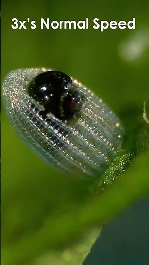 THEY'RE HATCHING! MONARCH CATERPILLARS! #science #life #teamkailyn