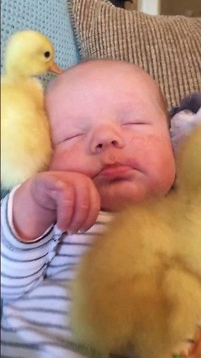 Ducklings Snuggle With Baby! 🐥😴💗