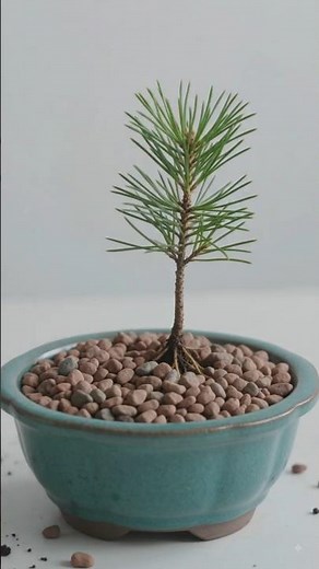 Pine Seed Germination Time-Lapse | Root & Sprout Growth (4K Macro) #shorts #timelapse #fypシ