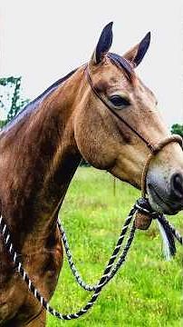 Braiding a rawhide Hackamore or “bitless bridle” #leatherwork #diy