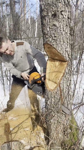 One Last Cut And The Tree Fell Exactly Where He Wanted