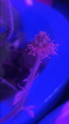 It’s EASY to grow Blackberries in Containers!