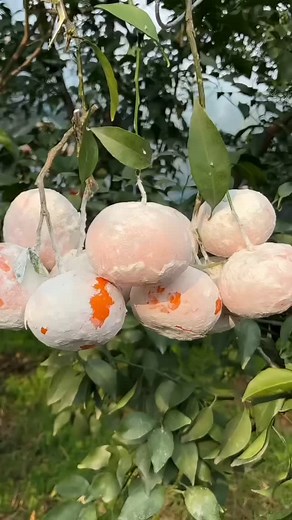 229K reactions · 2.6K shares | Another succulent, sweet oranges  Orchards Plantation video walkthrough | Zortrax Agriculture Corporation | Facebook