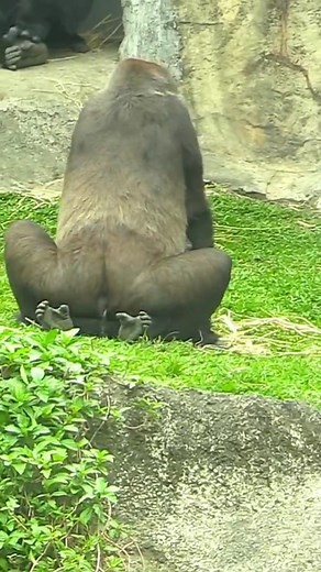 jeese famly #viralvideo #reelsinstagram #reelsviral #reels #reelsfb | TV Top animal world