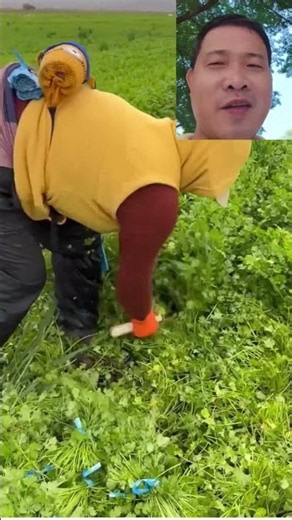 Revealing the secret to harvesting cilantro in a flash, clean from root to tip!