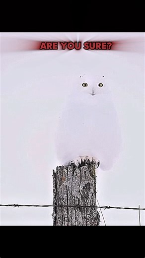 The Real King of Camouflage