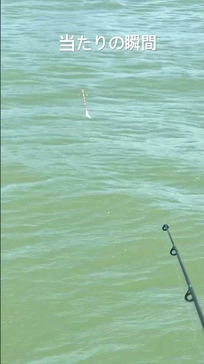 霞ヶ浦 浮釣り #霞ヶ浦 #霞系 #釣り #浮釣り #fishing #shorts