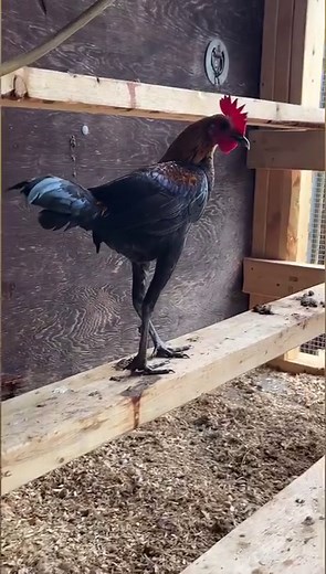 24K views · 2K reactions | These Modern Game Chickens are all legs!! 藍 #bantams #petchickens #farmpets | Cog Hill Farm | Facebook