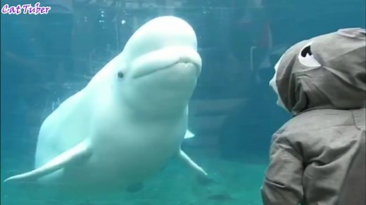 各种搞笑恶作剧Funny Pranks 2017 - Try Not To Laugh Watching Funniest Pranks(720p)