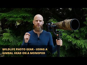 Wildlife Photography Gear - Using a Gimbal Head on a Monopod (2020)