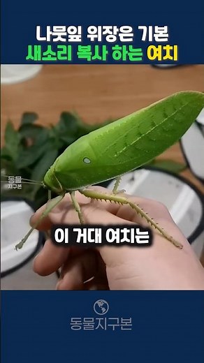 나뭇잎 모양 새소리 복사 하는 여치