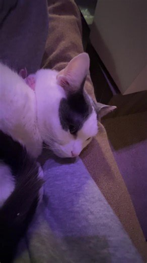 Cats are cool #cat #fyp