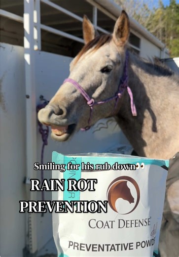 Rain rot is painful & can escalate quickly so clear it up with Coat Defense powder @Coat Defense #rainrot #horses #coatdefense #horsecare #nontoxic