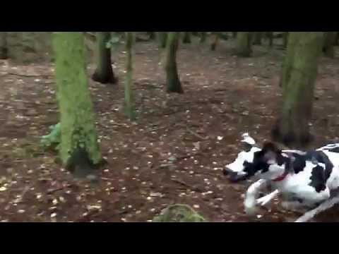 Great Dane hunting