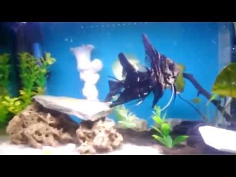 Angelfish Fry Growth Stages {Wriglers to Free swimming}