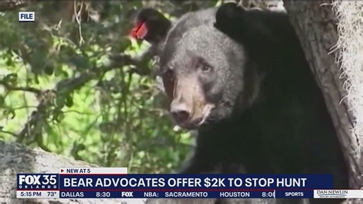 Bear advocates offer $2K to not hunt black bears