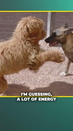 Socialization or Chaos? Neutrality: The GSD Training Secret #shorts #dogshorts #dogtraining
