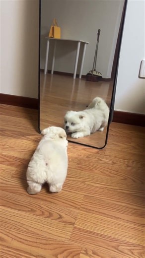 #Bichon Frise and Pomeranian mix, exchange a pet photo