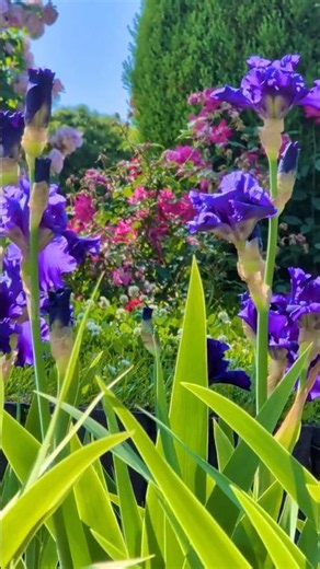 🪻🍃初夏の風に揺れる🍃🪻美しいアイリス💜🌳