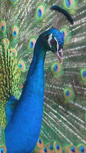 Advanced Peacock Tutorial Jean Haines Online Art School My online art school opened this year with a fabulous advanced peacock tutorial. The art created by members inspired by this demonstration is out of this world. Sometimes I wish I could open the members forum to nonmembers so you can see how fantastic these paintings truly are, but I will share a few here to inspire you. There are fantastic tutorials coming up in my school in 2025 so now is the right time to become a member if you haven’t j