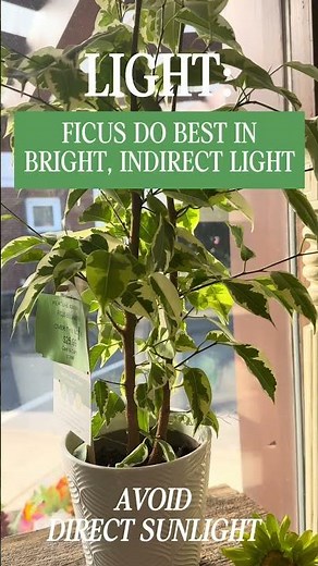 Ficus Plant Care Tips🌱