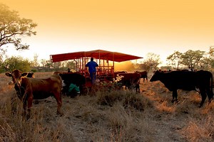Cattle | Red Dane Farming