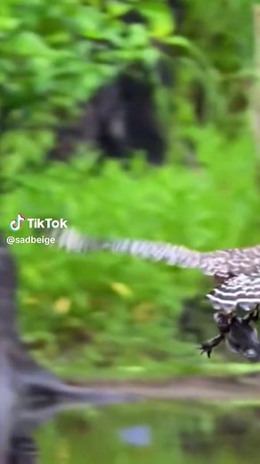 She Was a Fairy Meme Compilation | Funny Frog TikTok Videos