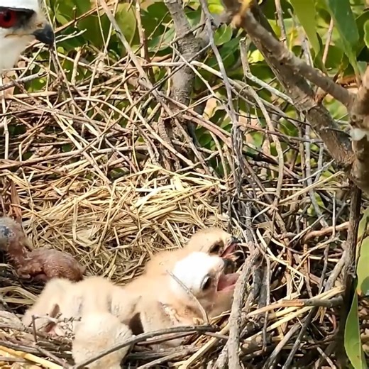 31K views · 524 reactions | #birds #babybird #birdlife #birdlovers #reelsviralシ #reelschallenge #reelsfypシ #reelsfbシ #animals #animallover #birdwatching #babybird #birdnest | Review Birds | Facebook