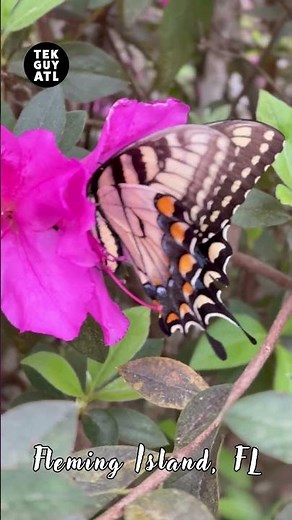 Amazing view of an Eastern Tiger Swallowtail Butterfly 🦋 in the wild!! 👀👀