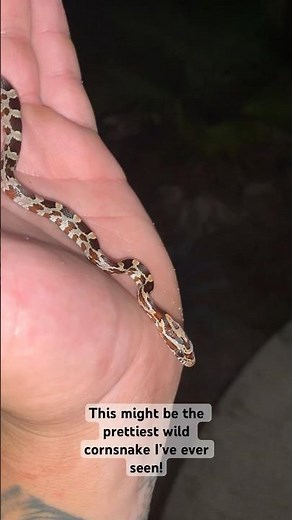 The prettiest wild corn snake I’ve EVER seen! #snake #coolanimals #cuteanimals #florida #wildlife