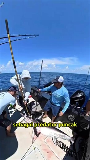 Ikan mahal ini dibatasi karena kandungannya! #faktamenarik #ikan #laut