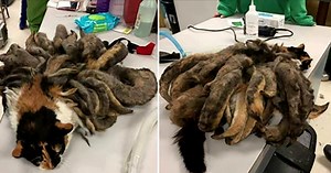 Cat abandoned for years by Alzheimer’s-suffering owner found covered in matted fur