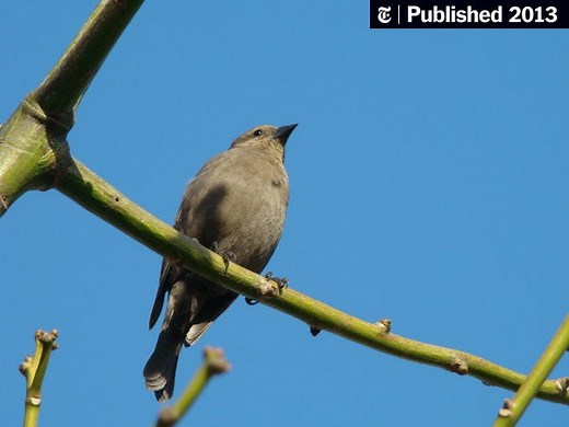 In a Bird’s Nest, an Animal Behavior Puzzle