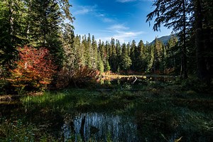 The Daily Bucket:  Mountain Loop Highway - Fall Edition