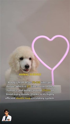 dog heart rate facts