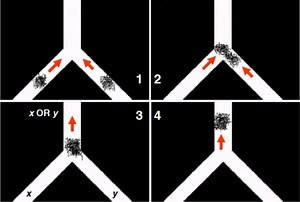Scientists build energy-efficient computer out of crabs