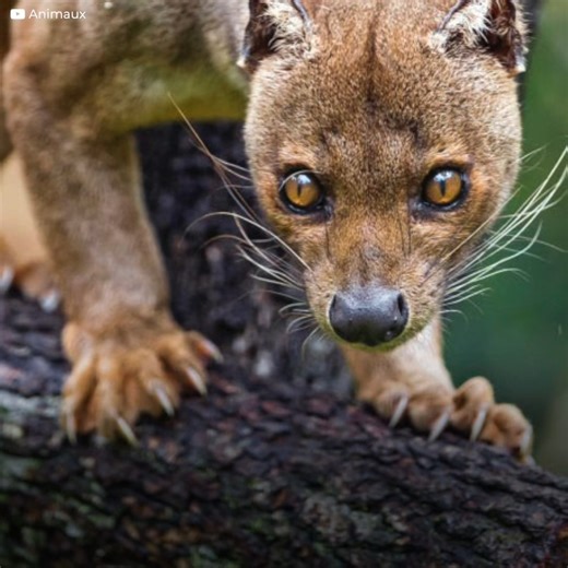 It can only be found in one place. It looks like an adorable cat, but it’s not that… It’s a merciless and agile predator. Many know it because of the movie Madagascar. With a voracious appetite that is acting against it. | The Kiwi