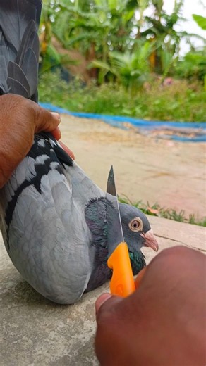 pigeon Recover treatment 125 ||#birds #shots #pigeon #kabutar #pigeontreatment