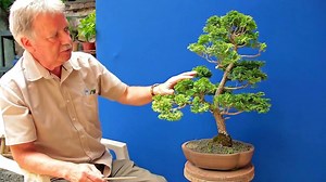 22K views · 329 reactions | CULTIVO Y CUIDADO DEL BONSAI El cultivo...