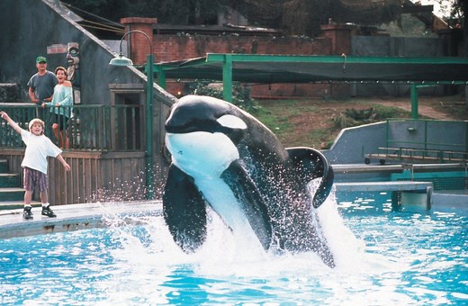 Free Willy Movie (1993)