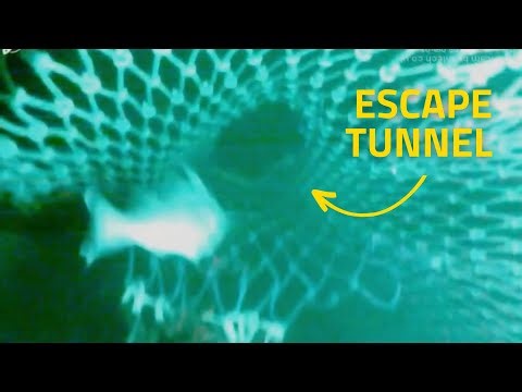 CatchCam Camera records Fish exiting Trawl Net through an Tunc Tunnel