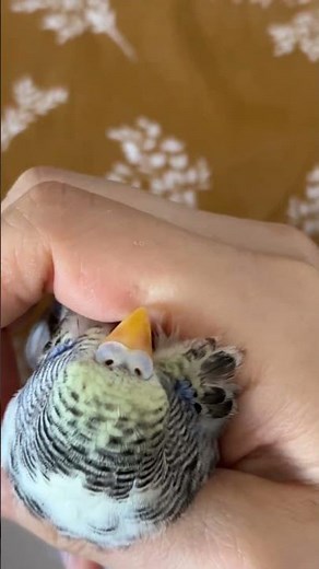 Yeni kuşuma ısırmayı unutturmaya çalışıyorum 🥲 #babybird #shortsyoutube