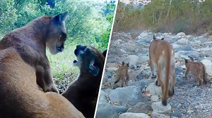 Heartwarming video shows mountain lion mother and cub's playful encounter in California