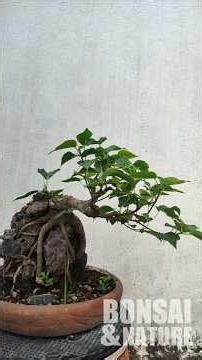 Pinching ficus root over rock mame bonsi
